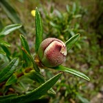 Capullo de la flor de la jara.