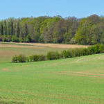 Spring fields, Ashampstead, Berkshire, England