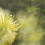 Norway Maple Blossom