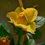 Yellow rose
