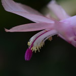Schlumbergera