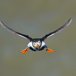 Puffin3