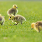 Ring Around the Rosey