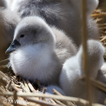Cygnet