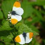 Two male orange tips on garlic mustard - Zwei m&auml;nnliche Aurorafalter an einer Knoblauchsrauke