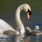 Proud Cob Mute Swan with Cygnets.