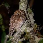 Tropical Screech Owl (Dark-grey brown form)