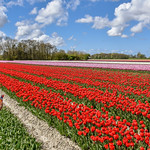 Flowers for Mother's day