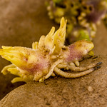 128/365 One potato, two potato.....