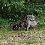 Mallard mum and two babies_7986 3 times yesterday she brought them in for food