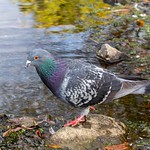 Thirsty Rock Pigeon