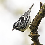 Black&White_WEB_2U6A0367