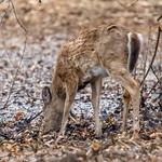 White-Tailed Deer #2 - 2019-04-07