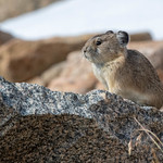 American Pika