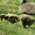 Out for a stroll Tinker Nature Park Henrietta, NY