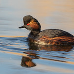 Black Necked Grebe