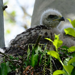 Red-Shouldered Hawk Chicks (1 of 6)