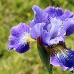 Iris