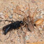 Fascinating and horrifying