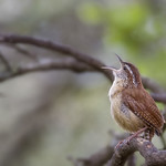 carolina wren