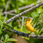 2021.05.08.2623.D850 Prothonotary Warbler