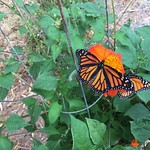 3 Monarch Butterflies 2 females and one Male on Mexican Sunflower May 19th 2021