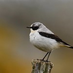 Chasco-cinzento | Northern wheatear (Oenanthe oenanthe)