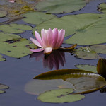 Goodnight, Sweet Water Lily