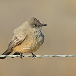 Say's Phoebe