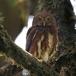 Cloud-Forest Pigmy-Owl