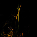 the lights in forest