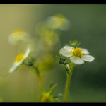 Wild strawberry flower
