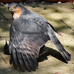 MALE SPARROW HAWK 2