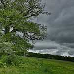 Meadow with oak tree