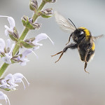 Flight of the Bumblebee