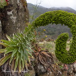 Ruta: Cruz Carmen-Gollada Agudo-Bej&iacute;a-Bat&aacute;n. Tenerife (22-5-21)