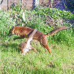 11478 The Quick Brown Fox