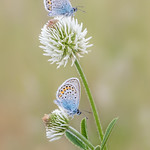 2 Argus Bl&auml;ulinge auf wei&szlig;en Klee (explored 2021.06.10)