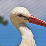 Langschnabel / Long beak