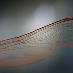 On a wing and a prayer...