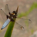 Broad-bodied chaser male / Platbuik libel mannetje