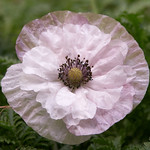 Papaver rhoeas