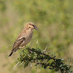 Donaldson-Smith's Sparrow-Weaver (Lifer and big surprise)
