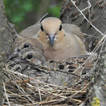 Mama dove