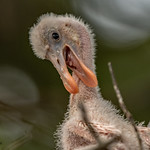 2021.06.17.3174.D850 Roseate Spoonbill Chick
