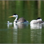 Clark's Grebe Family 0276