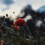 Poppyland