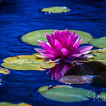 Water Lily 748036--2