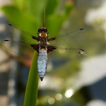 Broad-bodied chaser male / Platbuik libel mannetje