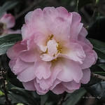 Camellia